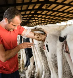 Dežurni veterinar Dravograd