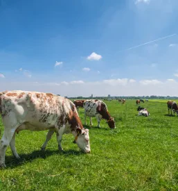 Izobraževanja in strokovna predavanja za kmete Stoperce, Majšperk