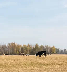 Pašnja goveda Bled