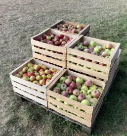 Veleprodaja jabolk v Sloveniji