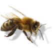 Čebelarstvo Koželj