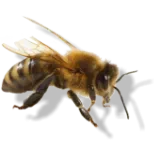 Čebelarstvo Koželj