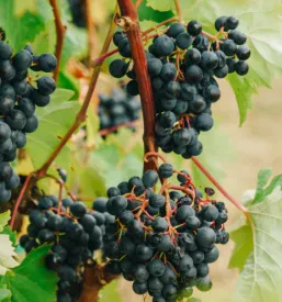 Promocija vinogradništva in pridelovalcev olja Koper, Obala