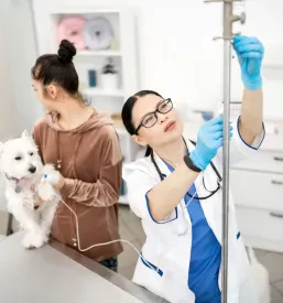 Dežurni veterinar