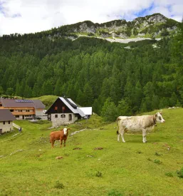 Paša krav Bled