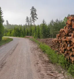 Skrbno zloženi lesni hlodi ob gozdni poti, pripravljeni za prevoz in prodajo lesa na območju Dolenjske.