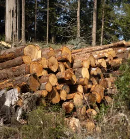 Sveže posekana debla, ležeča na gozdnih tleh, so pripravljena za spravilo in nadaljnjo uporabo v lesni industriji.