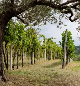Pogled na zelene vinograde in oljčne nasade v sončnem dopoldnevu, ki so bistvo Promocija vinogradništva in pridelovalcev olja Koper, Obala.