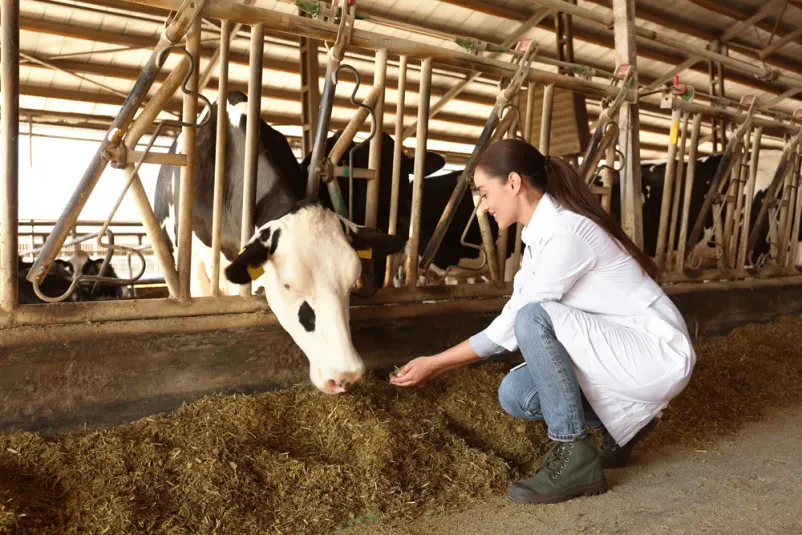 Profesionalna veterinarka hrani kravo s senom na kmetiji Mlada veterinarka skrbno hrani kravo s senom na sodobni kmetiji, s čimer poudarja pomen strokovne nege in dobre živinoreje.