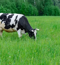 Črno-bela krava se pase na prostranem zelenem pašniku, kar je pomembno za dvigovanje kakovosti pridelave mleka.