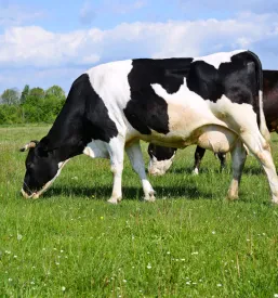 Čreda krav se pase na širokem zelenem polju, kar odraža pomen kakovostnih travnikov in izmenjave izkušenj o živinoreji.