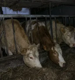 Plemenska krava na kmetiji je bistvena za Rejo in izboljševanje kakovosti plemenskih telic Slovenija, kar podpira lokalno mlečno proizvodnjo.