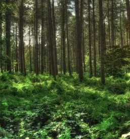 Ogled muzeja na prostem Ravelnik