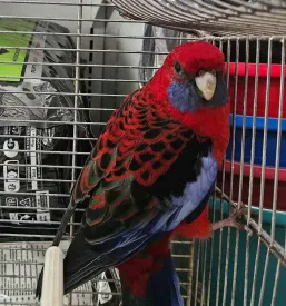 Veterinarska ambulanta Pomurje
