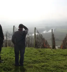 Promocija vinogradništva Krško, Posavje