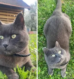 Veterinarska ambulanta Murska Sobota, Pomurje