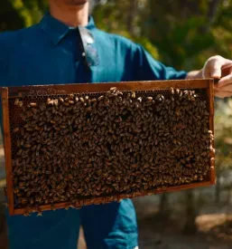 Čebelar v zaščitnih rokavicah in obleki drži leseni okvir, ki je prekrit z živahnimi medonosnimi čebelami, kar kaže na zdravo in produktivno čebeljo družino.