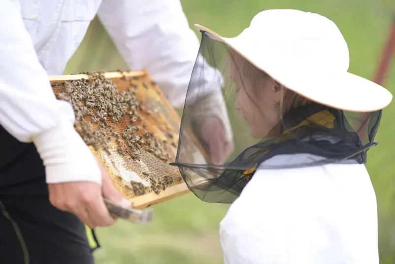Majhna deklica, oblečena v zaščitno obleko, s pomočjo odrasle osebe pregleduje panj v čebelnjaku, kar je odličen prikaz dela Čebelarskega krožka Kotlje s čebelarskim podmladkom.