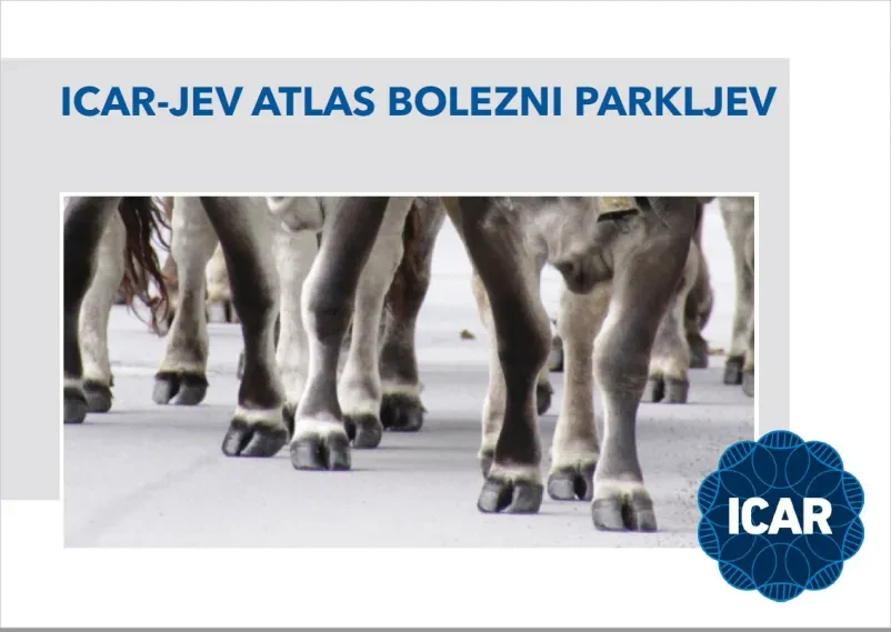Izobraževanje rejcev goveda na kmetijski razstavi Skupina udeležencev in strokovnjakov pri ocenjevanju črnobelih krav med dogodkom za rejce goveda.