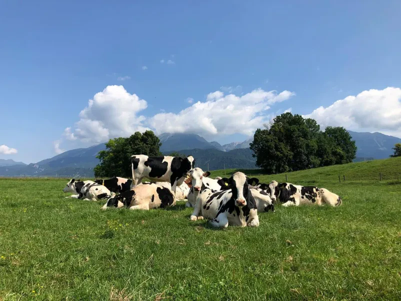 Skupina rejcev in obiskovalcev na sejmu goveda Obiskovalci in člani Društva rejcev govedi črnobele pasme Slovenija med ogledom vrhunskih živali na razstavi.