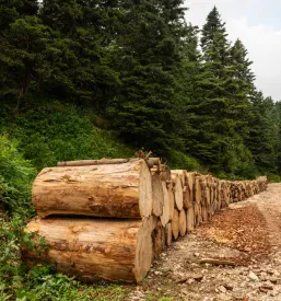 Visoki kupi sveže posekanih lesnih hlodov so skrbno zloženi ob makadamski gozdni poti in čakajo na odvoz.