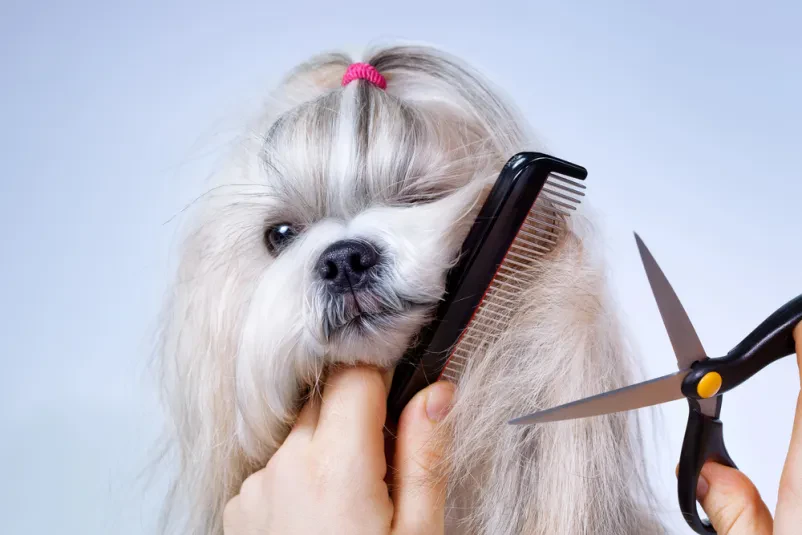Nega psa Shih Tzu z glavnikom in škarjami v salonu Shih Tzu uživa v natančnem striženju dlake z glavnikom in škarjami. Profesionalna nega psov in mačk Domžale zagotavlja urejen in zdrav videz.