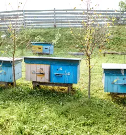 Vrsta tradicionalnih lesenih čebelnjakov na zeleni travnati površini pričajo o bogati zgodovini. Ohranjanje in promocija čebelarstva Štajerska sta pomembna za dediščino in prihodnost te dejavnosti.