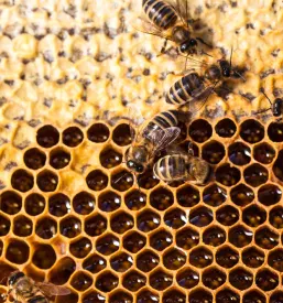 Makro posnetek rojenja čebel na satju, ki prikazuje gostoto in delavnost čebelje skupnosti, kjer se tisoče čebel premika po satju, kar je ključnega pomena za delovanje in razmnoževanje panja.