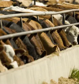 Velika čreda goveda se zbrano hrani iz dolgega krmilnega korita v sodobni nastanitvi na živinorejski farmi.