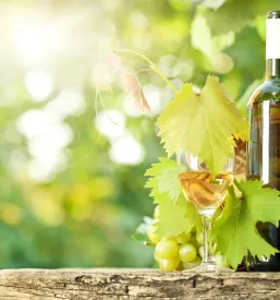 Steklenica belega vina, vinski kozarec in mlada trta z grozdom, posneto na zeleni pomladanski pokrajini. Poudarja pomembno vlogo vinogradnika pri pridelavi belih vin za prodajo belega vina Pomurska.