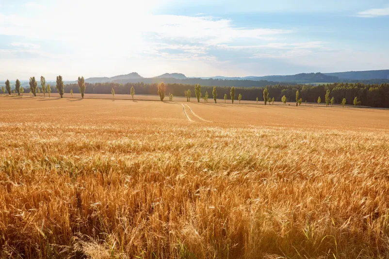 Kmetijsko polje z žetvijo in griči Obsežno kmetijsko polje, pripravljeno za žetev, z valovitimi griči v daljavi. Ta podoba odraža trdo delo in skrb, ki sta ključna za uspešno Promocijo vinogradništva in sadjarstva Turnišče, Prekmurje.