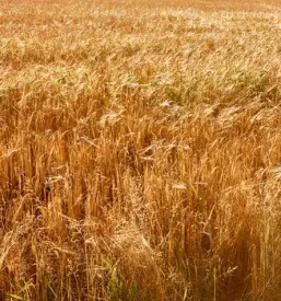 Širok posnetek zrelega pšeničnega polja tik pred žetvijo, ki se razprostira v daljavo. Slika prikazuje bogato naravo in plodove trdega dela kmetovalcev.
