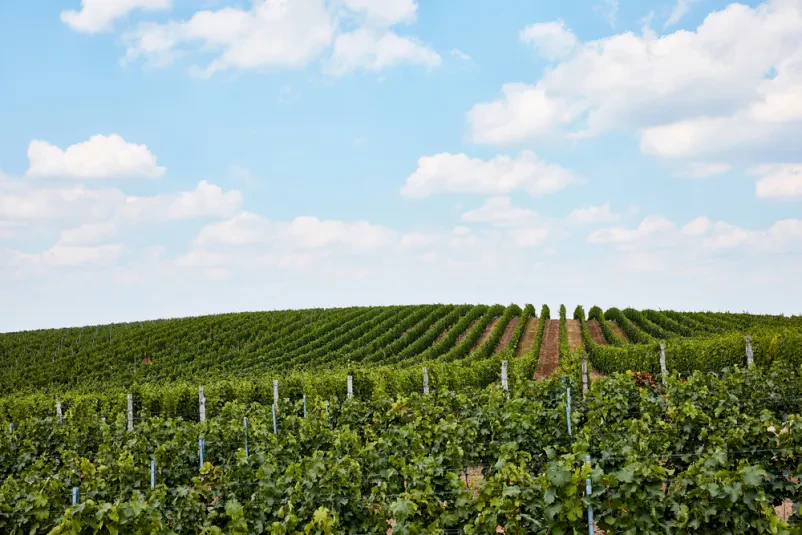 Zelene trsne vrste v vinogradu Širok pogled na urejene zelene trsne vrste v vinogradu pod modrim oblačnim nebom. Slika poudarja pomen trajnostnega vinogradništva za Promocijo vinogradništva in sadjarstva Turnišče, Prekmurje ter izmenjavo znanja med pridelovalci.