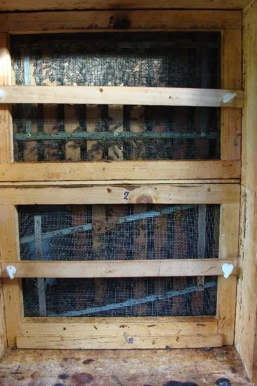 Čebelarka v beli zaščitni obleki drži čebelji okvir, prekrit z marljivimi čebelami. Prikazuje skrbnost pri delu s panji.