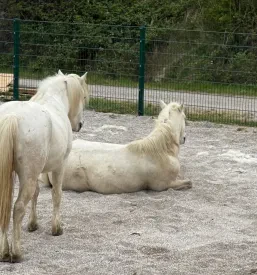 Terensko izobraževanje dijakov s spoznavanje konj.