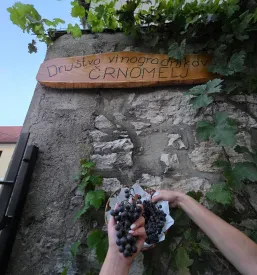 Degustacije vina Bela krajina