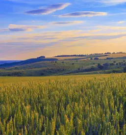 Eko žito in seno Kočevje, okolica