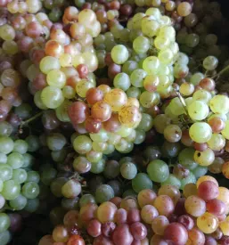 Vinogradniki Dolenjska