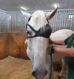 Veterinarka na terenu v hlevu izvaja pregled konja.