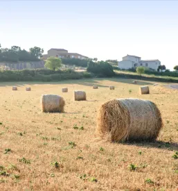 Eko seno Kočevje, okolica