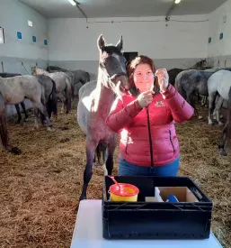 Veterinarka z dvema lipicancema na travniku, kjer poteka veterinarska oskrba na terenu.