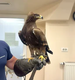 Veterinarska oskrba ptiča
