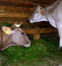 Govedo na kmetiji, ki je del agrarne skupnosti v Stahovici.