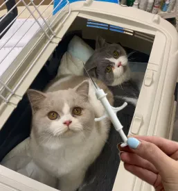 Dve muci v transporterju, veterinar se približuje z ijekcijo