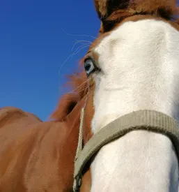 Quarter horses