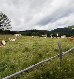 Paša govedi na Mali planini, ki jo organizira tamkajšnja agrarna skupnost.