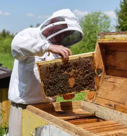 Selitev čebeljih panjev med različnimi kraji na Savinjskem, ki ga opravlja čebelar, oblečen v zaščitna oblačila.