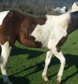 Riding horses