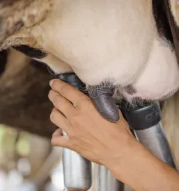 Molža krave na kmetiji v Podravju. Prikazuje pomembnost prireje mleka na kmetiji.