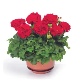 Osupljiv detajl rdečih cvetov pelargonij, ki cvetijo v polnem sijaju in krasijo vsak balkon.